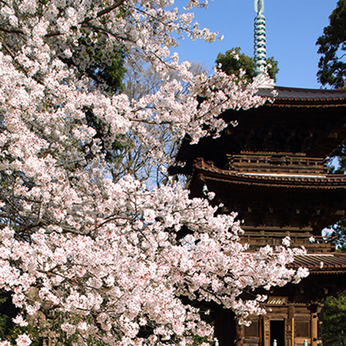 What to do in Tokyo during Cherry Blossom Season